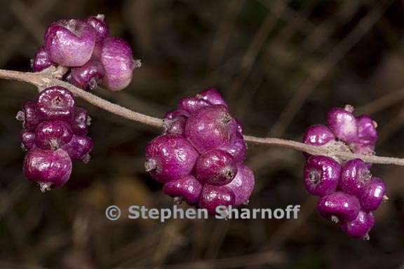 symphoricarpos orbiculatus 1 graphic